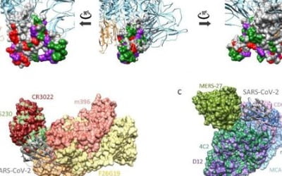 독일 연구팀 "코로나19 회복 환자, 몇개월 후 항체 감소"
