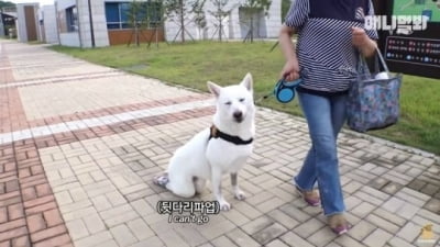 '동물농장' 유튜브, 장애견에 '뒷다리 파업'이라니…"고개 숙여 사과" [종합]