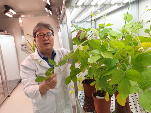 툴젠, 유전자교정 콩 美 Non-GMO 승인…"종자 사업 본격화"