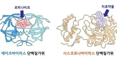 美 연구진, 코로나 바이러스 만능 치료제 길 열었다