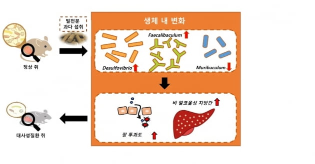 라면·빵 많이 먹으면 지방간, 장누수 위험