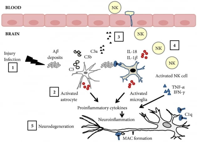 출처: Corona Solana et al. 'Immunosenescence of Natural Killer Cells, Inflammation, and Alzheimer's Disease'. International Journal of Alzheimer's Disease. 2018; 2018: 3128758.