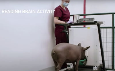 일론 머스크, 두뇌에 컴퓨터칩 이식한 돼지 공개