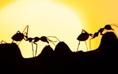 진격의 '한국 개미들'…테슬라 10대 주주 됐다