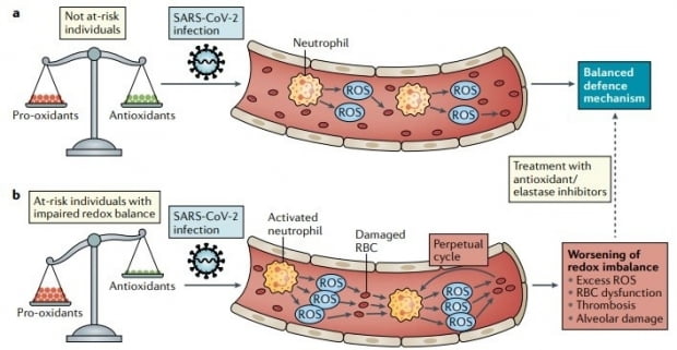 SARS-CoV-2 감염에 의한 호중구 세포의 ROS(Reactive oxygen species) 생성 기작. 출처=Nature Reviews Immunology Vol. 20