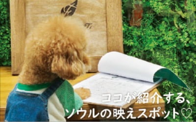 반려동물 강아지 '코코' 가 취재한 일본인에 인기 짱 관광지는 어딜까