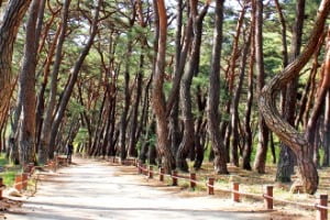 웅장한 소나무 숲길인 청도 운문사 솔바람길 