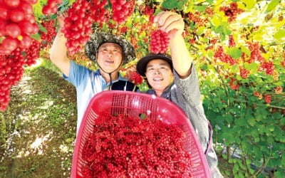 [포토] “잘 익은 오미자 맛보세요”