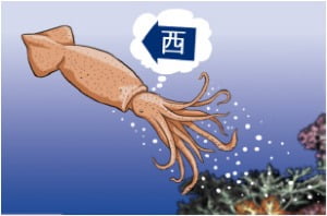 [천자 칼럼] 동해 오징어 실종 사건