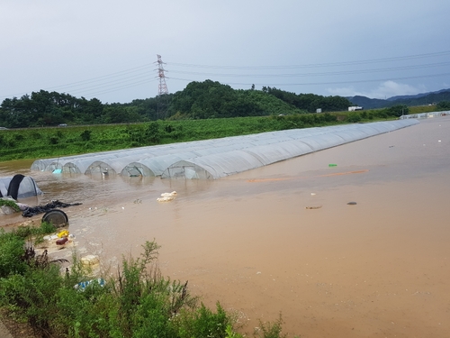 [르포] "다음 주 출하하려 했는데"…물에 잠긴 수박농가 허탈