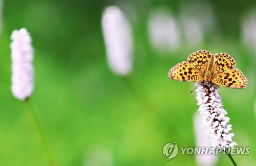 하늘 맞닿은 정선 고한은 별·바람·꽃 '가득'