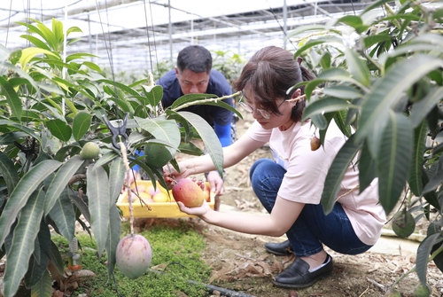 보성 애플망고 본격 출하…아열대 신소득 과수 작목 육성