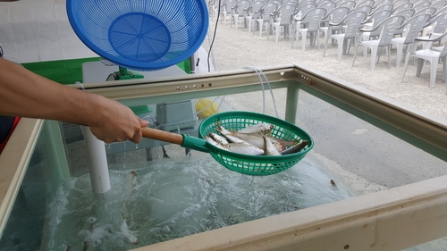 뼈째 먹는 최고의 맛…"쫄깃하고 고소한 햇전어 맛보세요"