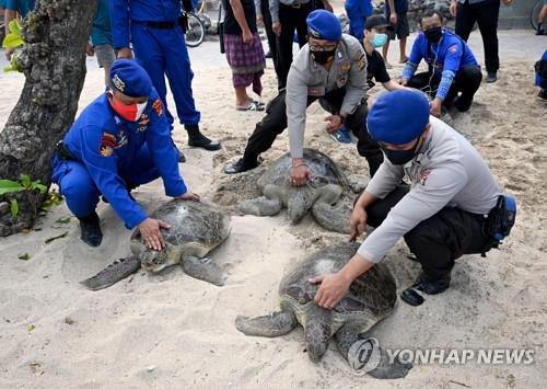 발리섬서 밀렵꾼한테 구조한 푸른바다거북 25마리 바다로