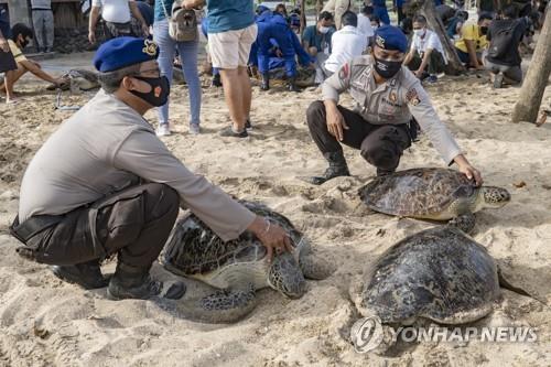 발리섬서 밀렵꾼한테 구조한 푸른바다거북 25마리 바다로