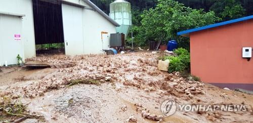 집중호우로 농업 피해도 확대…가축 57만마리 폐사