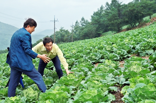 태백시장, 병충해 초비상 매봉산 배추밭 현장 점검