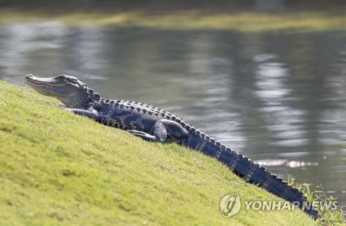 미국서 집 근처에 3.5ｍ짜리 악어가…생포해 구조시설로 직행