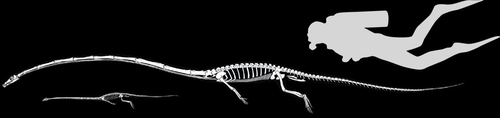 몸통 3배 3ｍ '기린 목' 가진 고대 화석 주인공은 바닷속 파충류