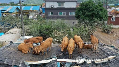 남부 폭우 가축에도 '대재앙'…타고난 수영선수 한우 '떼죽음'