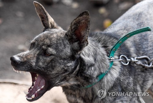 미국 코로나19 이후 아이들 개 물림 사고 3배 급증