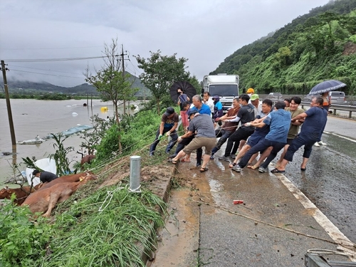 '가슴높이 침수된 축사서 밧줄로 1마리씩'…폭우속 소 구출작전