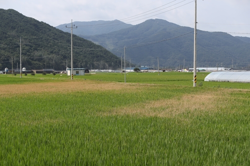 "추석에 팔 게 하나도 없네요"…과일은 썩고 벼는 병해충 확산