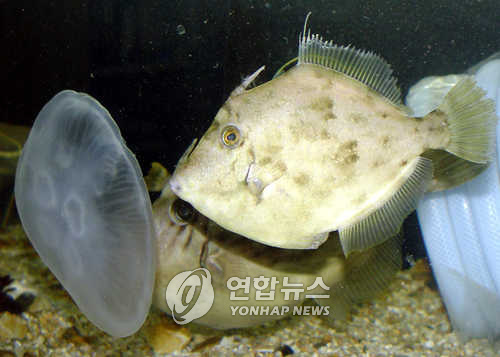 [알쏭달쏭 바다세상Ⅱ](27) 껍질이 거친 '가죽 재킷' 물고기
