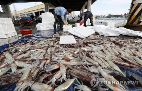 오징어를 그물로 싹쓸이…4년간 113억원 상당 불법 조업