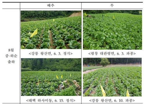 "긴 장마로 이달 중하순 배추 출하량 작년보다 18% 감소 전망"