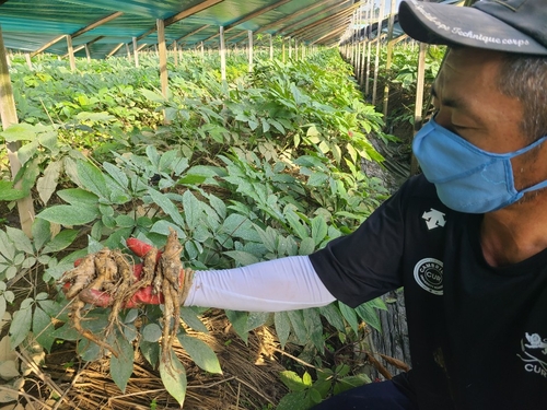 "7년 농사가 한순간에 물거품" 수해로 썩어가는 인삼에 한숨