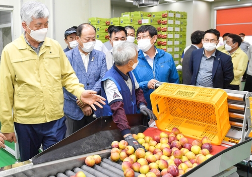 정선군 사과·자두 비파괴 자동선별기 도입