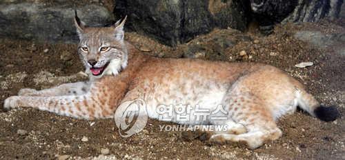 전주동물원 늑대 5남매 이름은 '건지·황방·가련·남고·천마'(종합)