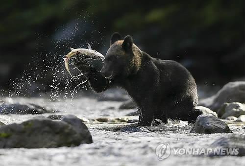 알래스카 연어가 작아지고 있다…"바다서 위험 커졌기 때문"