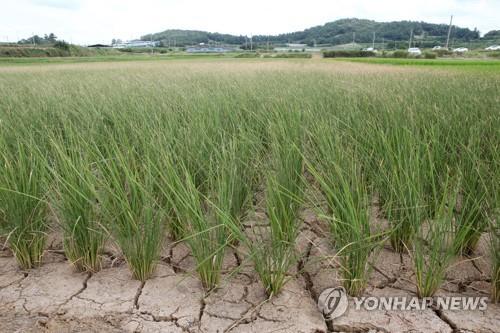 엊그제 수해, 오늘은 가뭄…농어촌공사 탁상행정에 농민 '분통'