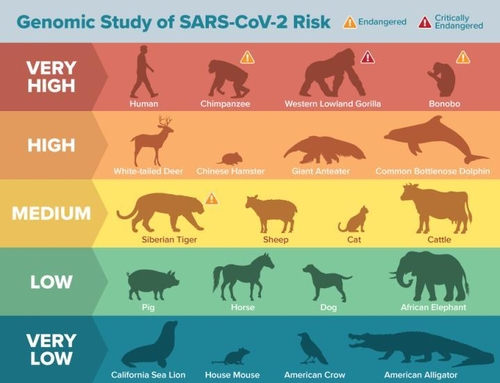 코로나바이러스, 서부로랜드고릴라 등 멸종위기종도 감염 위협 | 한국경제