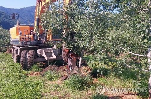 충북 과수화상병 발생 농가 500곳 매몰작업 마무리