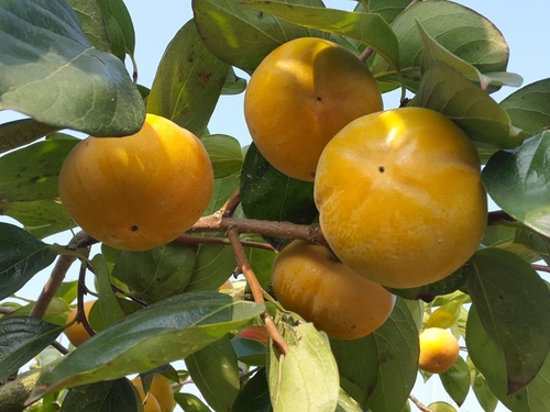 코로나19 재확산에 창원 단감축제 취소…비대면 판매 강화