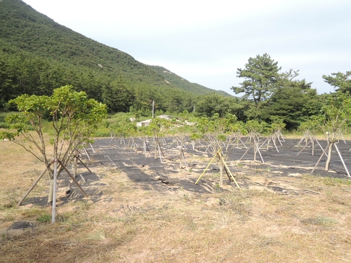 영암국유림관리소, 난대 산림자원 종자공급원 확대