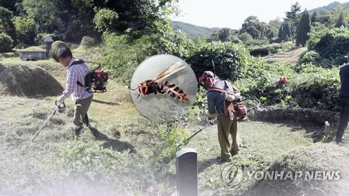 벌에 쏘여 하마터면…60대 남성 심정지 상태서 회복