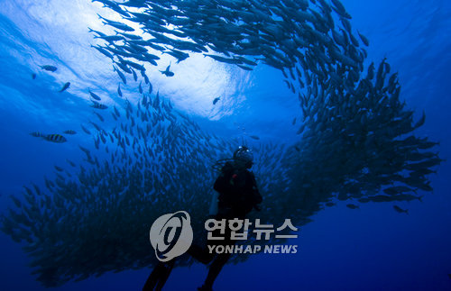 [알쏭달쏭 바다세상Ⅱ](29) 이름 자체가 '맛'…생선회·초밥에 제격