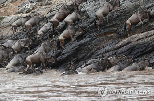 케냐 국립공원서 강 건너던 와일드비스트 300여마리 떼죽음