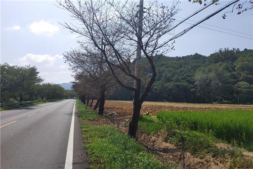 예천서 가로수 왕벚나무 19그루 말라 죽어…수사 의뢰