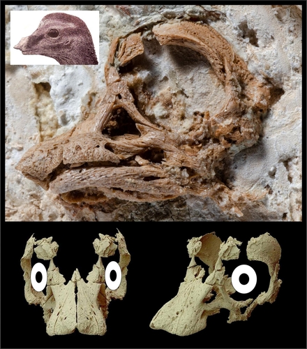 지상 최대 공룡 '티나토사우르' 배아 2㎝ 두개골 복원