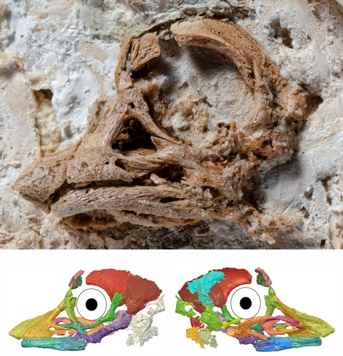 지상 최대 공룡 '티나토사우르' 배아 2㎝ 두개골 복원