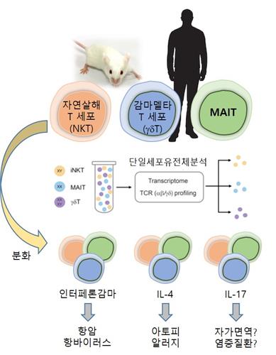 항원 접촉 없이도 면역력 갖추는 선천성 T세포 분화과정 밝혔다