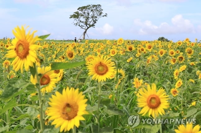 코로나 특수…광복절 황금연휴 21만3천명 제주 찾을 듯