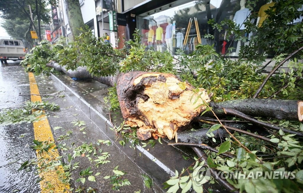 [속보] 태풍 바비로 제주 한라산 물폭탄…최대 강수 360㎜