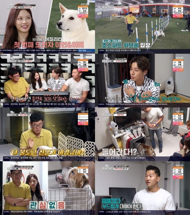 '개는 훌륭하다' 방송 화면./사진제공=KBS2