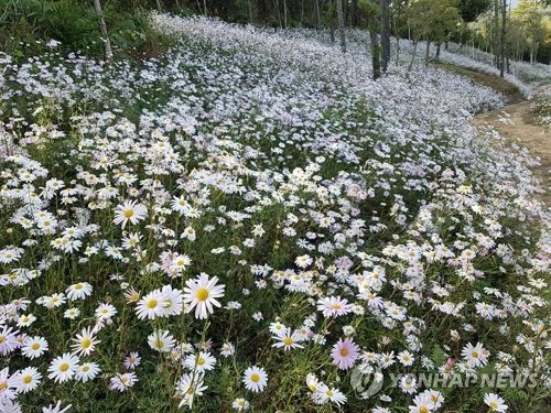 상급 기관에 상납하려고…직원시켜 산약초 훔친 공무원 집행유예